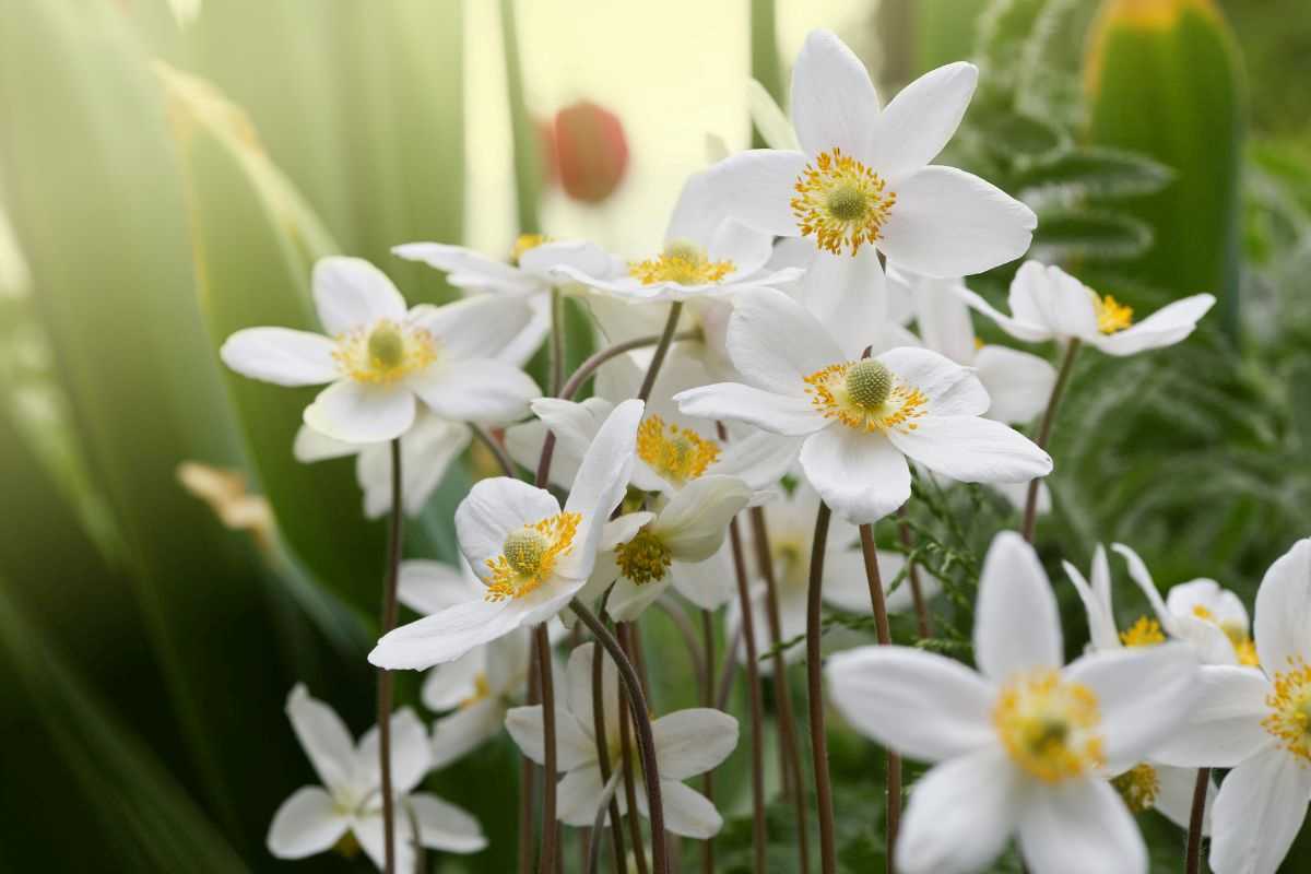 anemone primaverile bianco