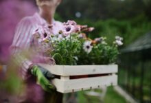 donna che sorregge una cassetta di legno con fiori mentre fa giardinaggio