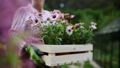 donna che sorregge una cassetta di legno con fiori mentre fa giardinaggio