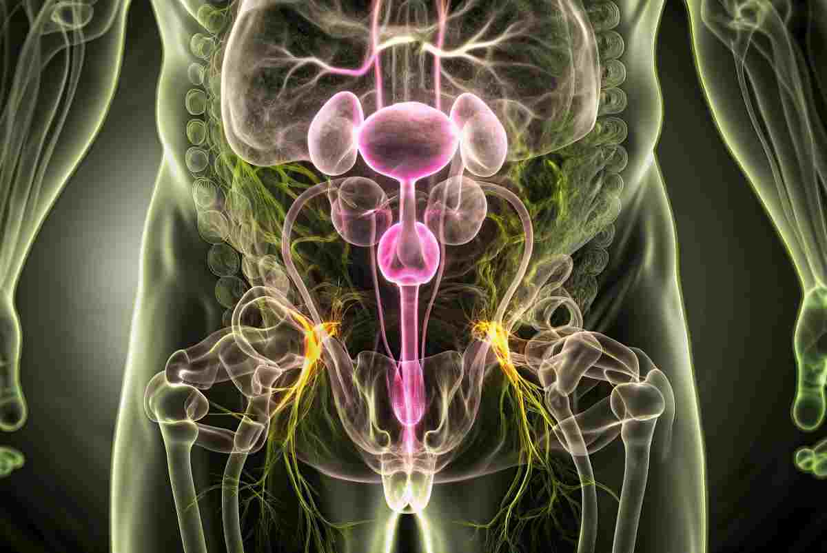 un corpo umano ai raggi x che mettono in evidenza il sistema urologico di un uomo