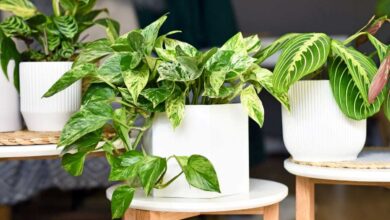 vasi di piante, tra cui il pothos, che combattono caldo e afa