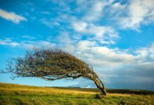 albero che si piega ma non si spezza per indicare il concetto di resilienza