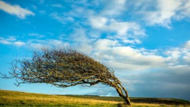 albero che si piega ma non si spezza per indicare il concetto di resilienza