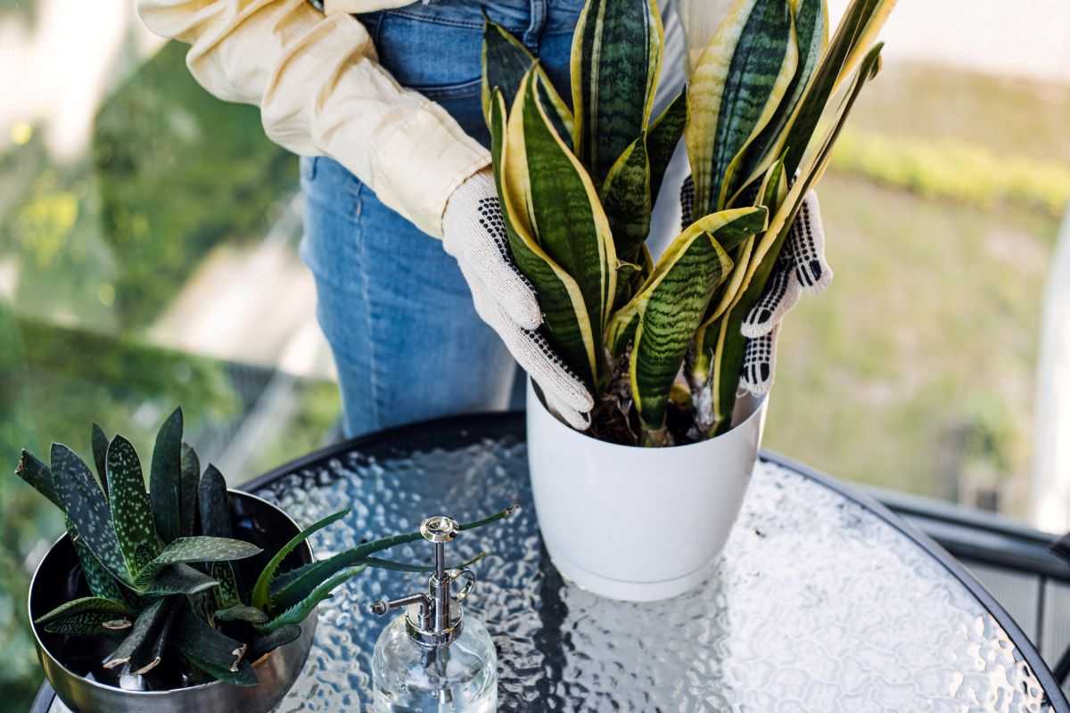 donna che fa giardinaggio potando una sanseveria