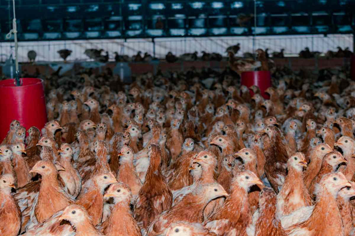 allevamento intensivo di polli