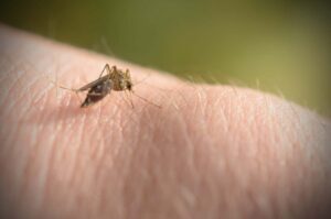 La vitamina B1 tiene davvero lontane le zanzare? Cosa dice la scienza sul mito estivo più diffuso