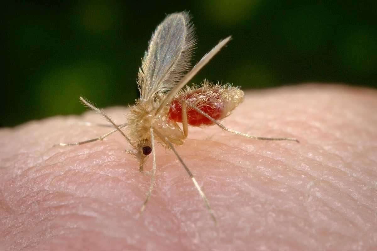 pappatacio sulla pelle di una persona