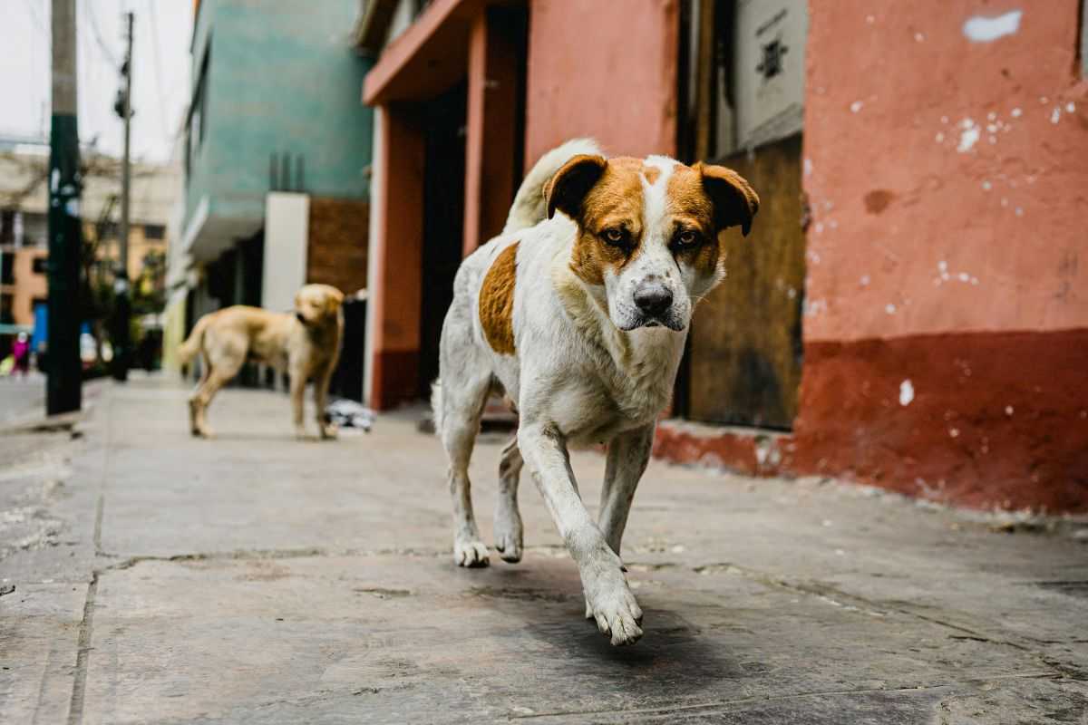 cani randagi che camminano in strada