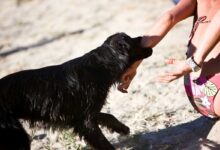 morso animale a una donna e le trasmette la rabbia