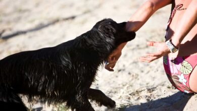 morso animale a una donna e le trasmette la rabbia