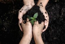 due mani che si incrociano a formare un cuore mentre piantano una piantina nel terreno