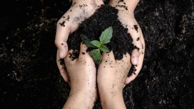 due mani che si incrociano a formare un cuore mentre piantano una piantina nel terreno