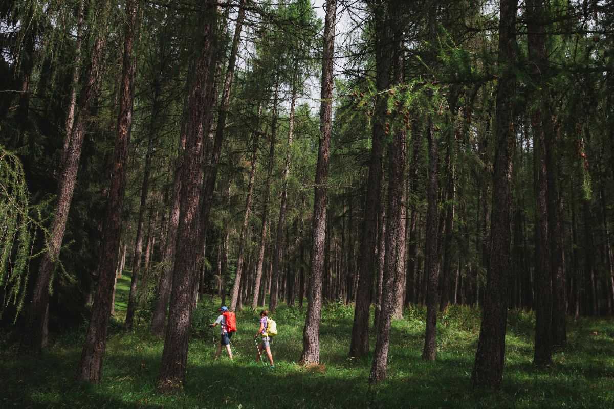 autunno in val di fiemme con il percorso dei pini